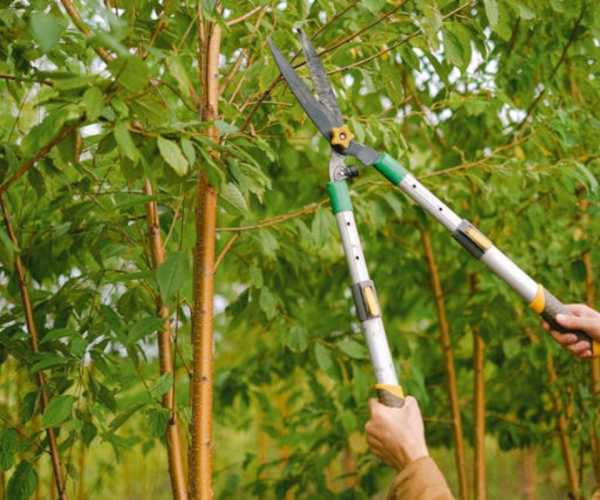 Tree Trimming Services